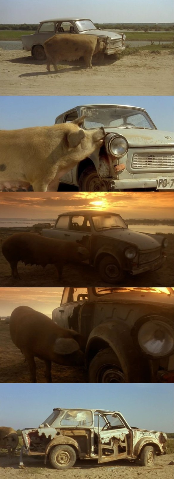 Trabant po nájazde jednej svine